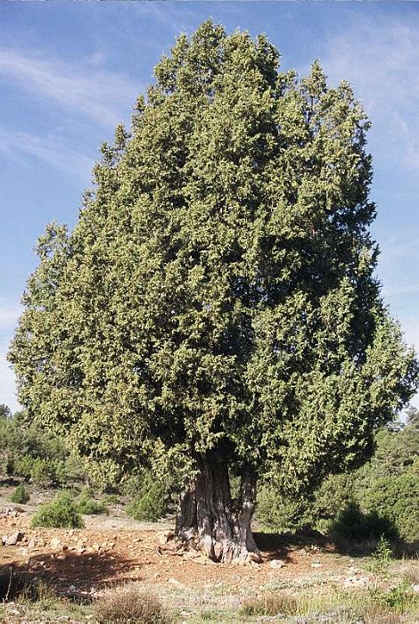 Juniperus thurifera (3)